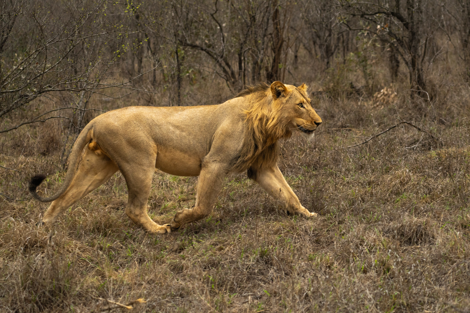 3rd Place - Mike Tandy - Prowling Lion in Africa