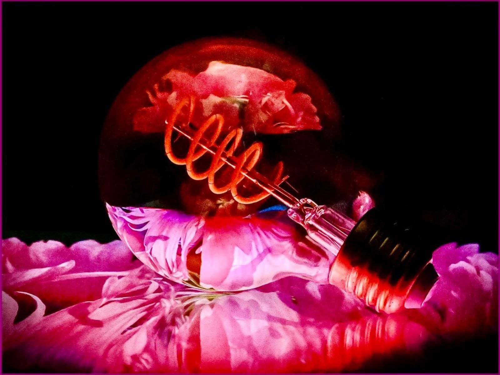 3rd Place - Sue Wakeley - Illuminated Poppy