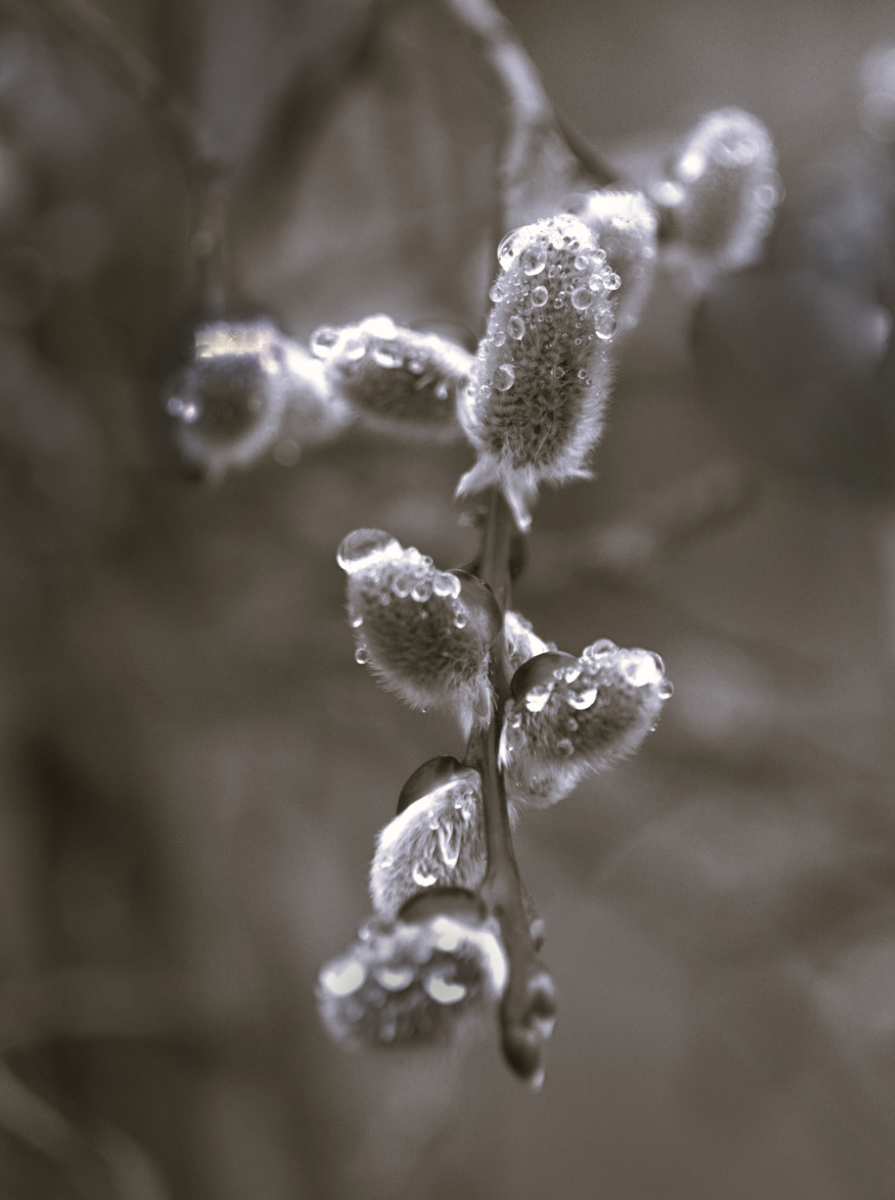 1st Place and PDI of the Evening - David Welch - Wet Willow