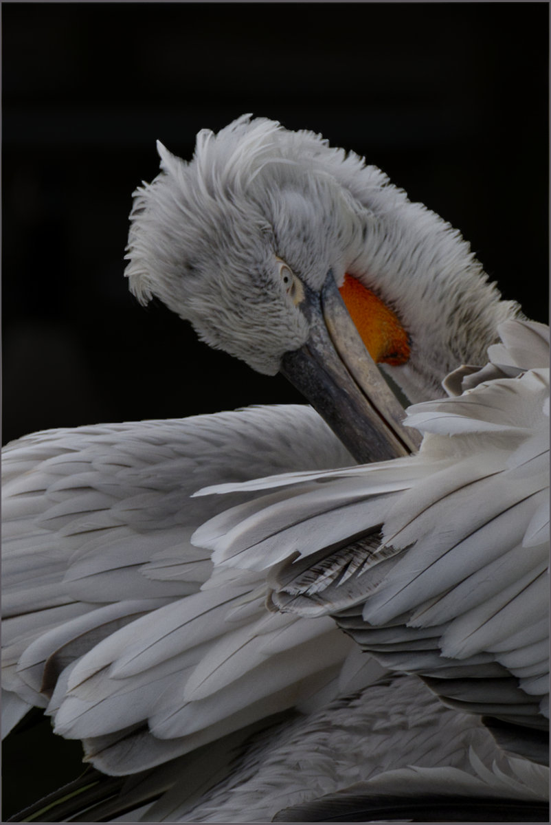 3rd Place - Jackie Rea - Preening Dalmation Pelican