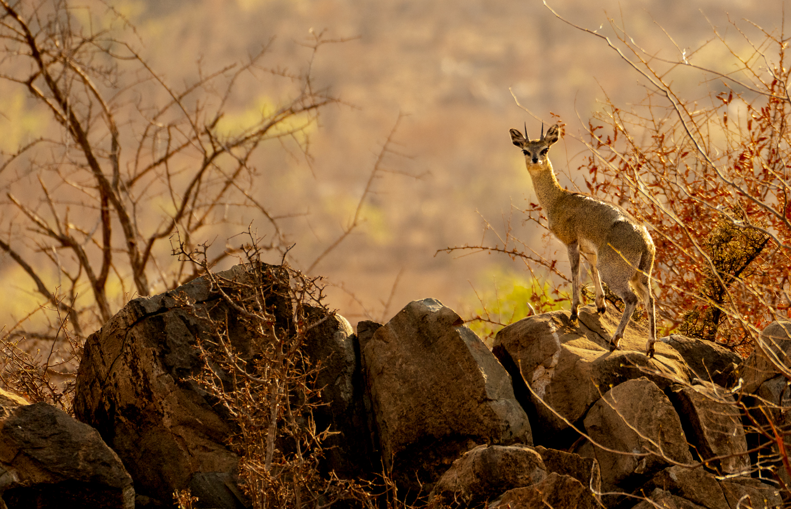 3rd Place - Mike Tandy - Klipspringer