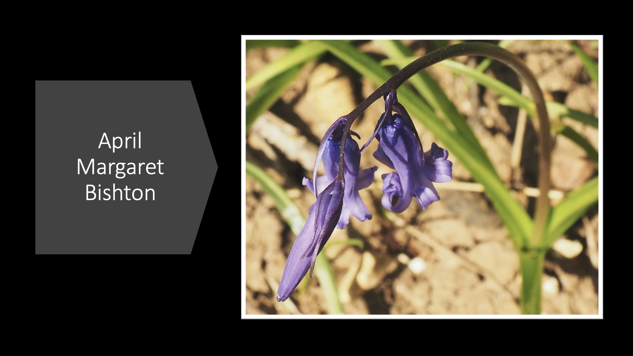 April ‐ Margaret Bishton