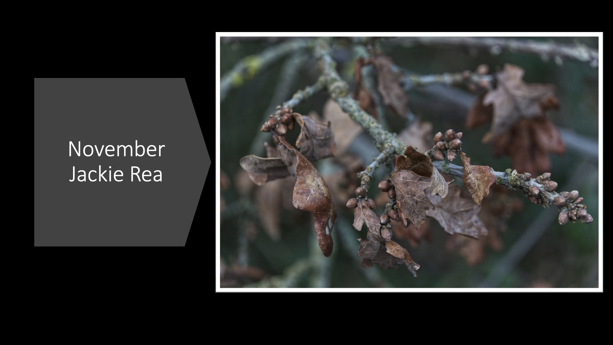 November ‐ Jackie Rea