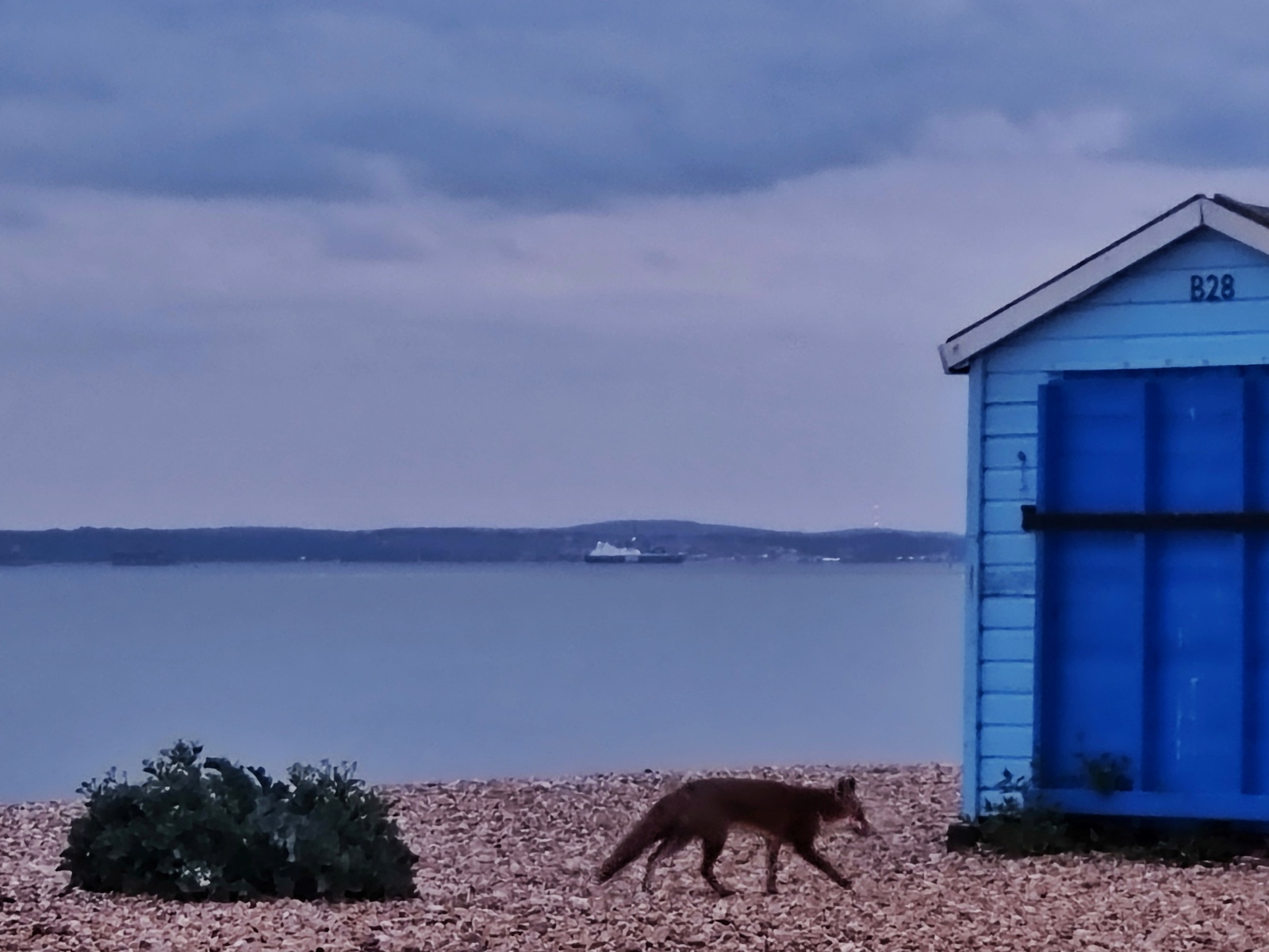 September &dash; Jackie Rea &lsquo;Beach Fox&rsquo;